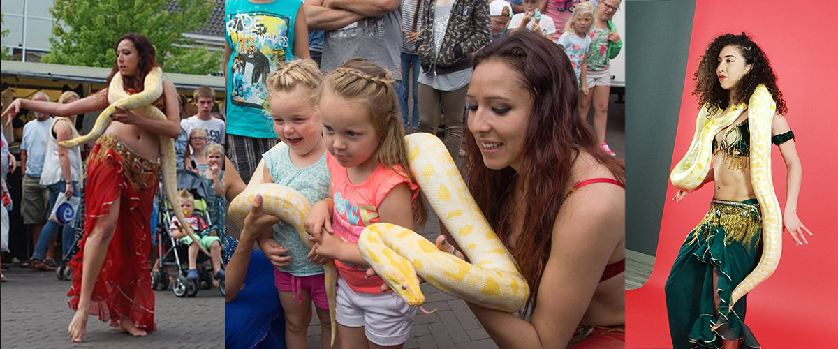 Albino en wildkleur tijger pythons